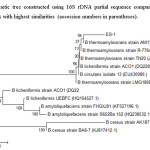 图4：使用16S rDNA部分序列构建的系统发育树与来自Genbank的菌株与最高相似性（括号中的登录号）进行比较。