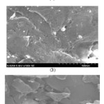 图3.与Procaine盐酸普雷替昔氯化物（a）和修饰（b）以前的AC图像的SEM图像。