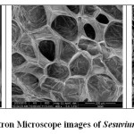 图2扫描电子显微镜图像的索合根，叶子和射击